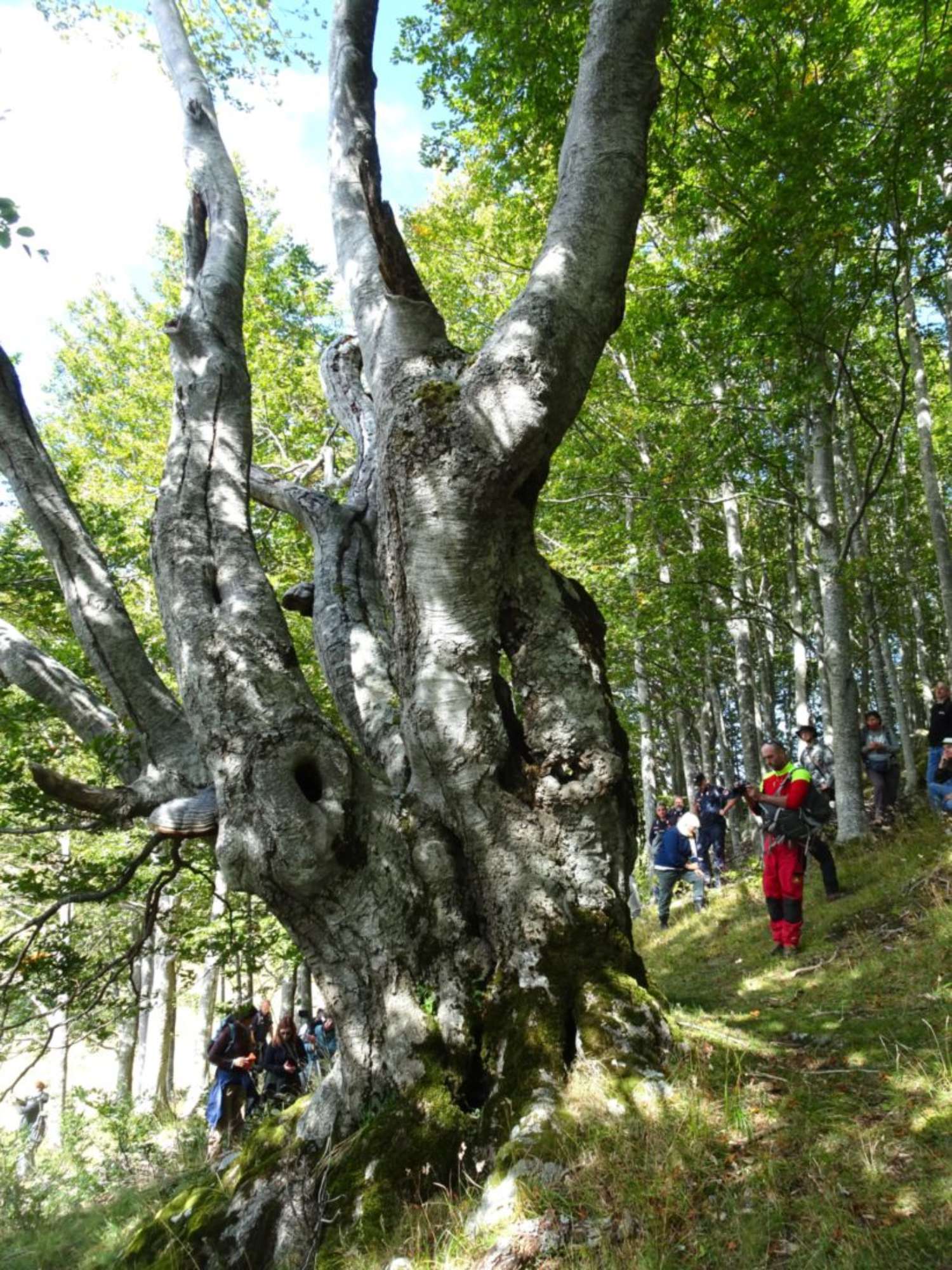 Faggio_1_Pratignano_Fanano(9)